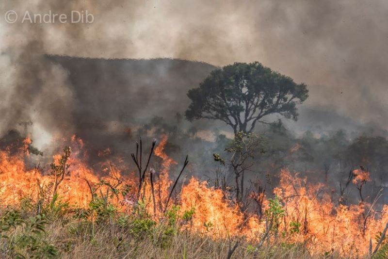 Fogo no Cerrado: um desafio para a conservação