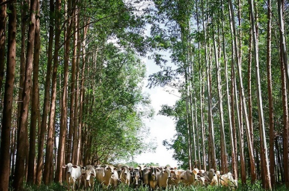 Cientistas veem na integração um caminho para a sustentabilidade da agropecuária