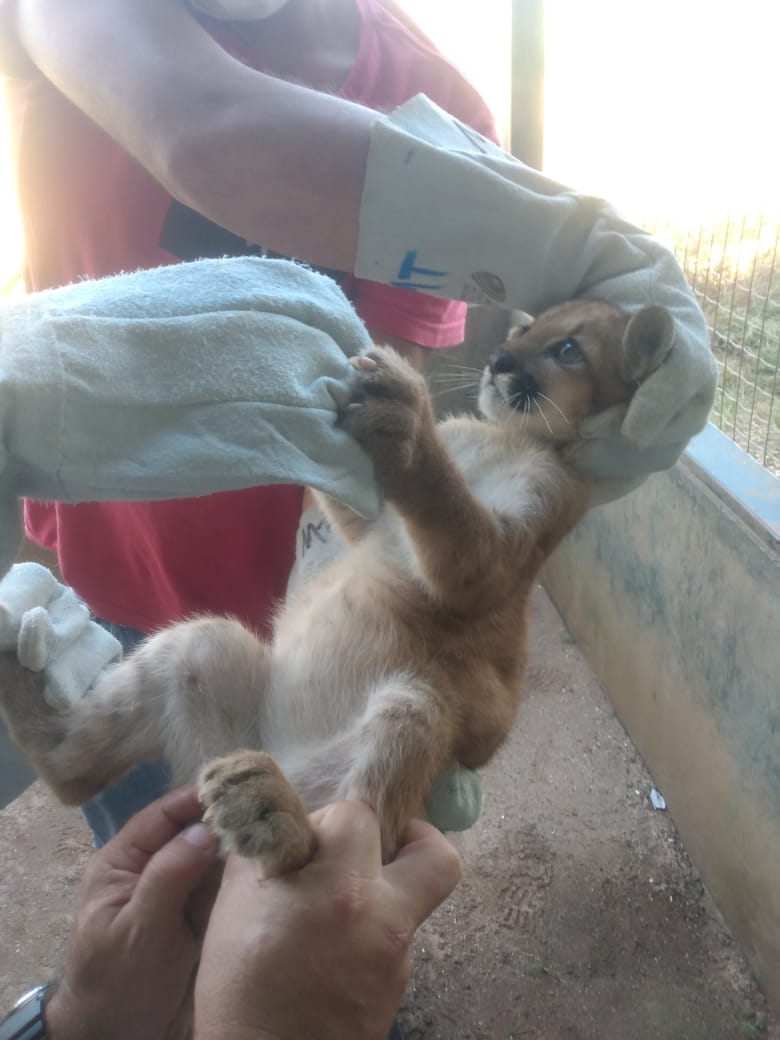 Resgatado filhote de onça parda em Natividade (TO)