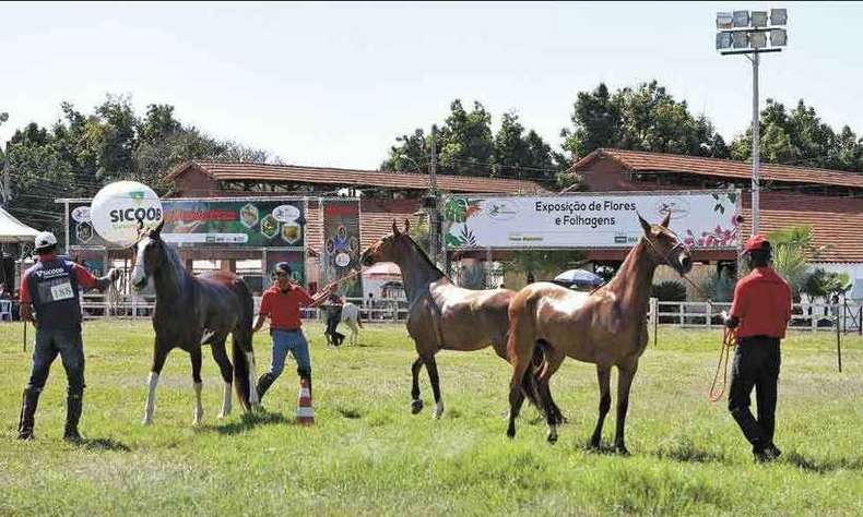 Agência proíbe eventos com cavalos em 10 cidades no norte do TO, mas libera em Arraias, Aurora e Taguatinga