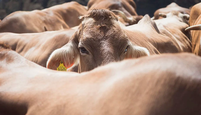 STF confirma isenção de imposto na movimentação de gado entre Estados