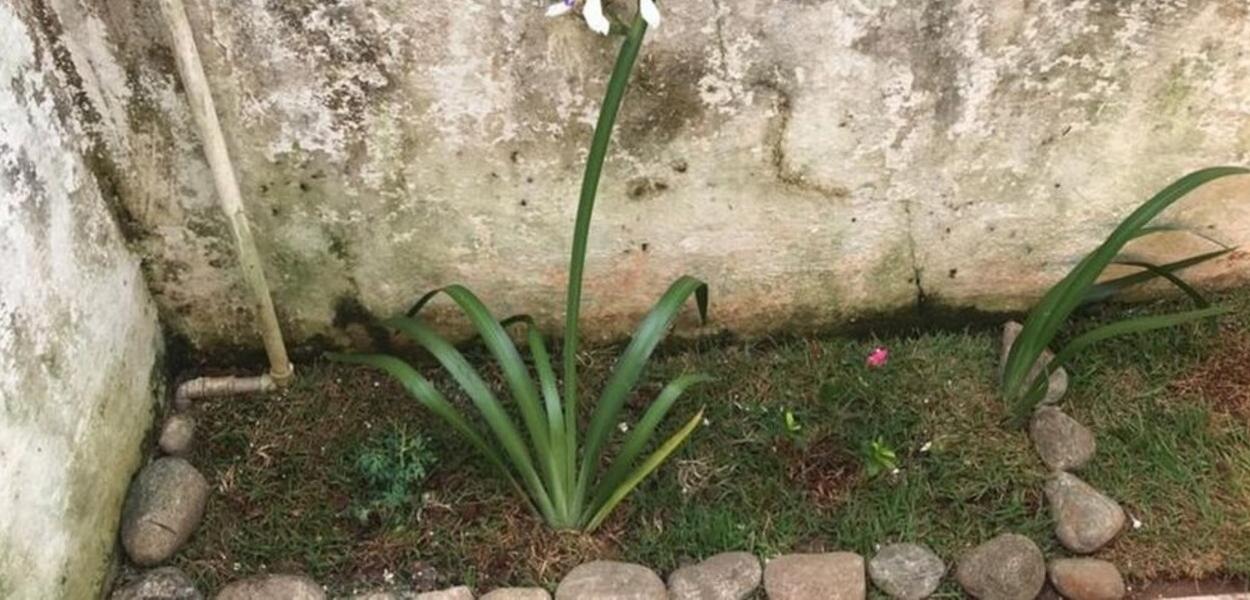 Família aluga casa e acha proprietária desaparecida enterrada no jardim