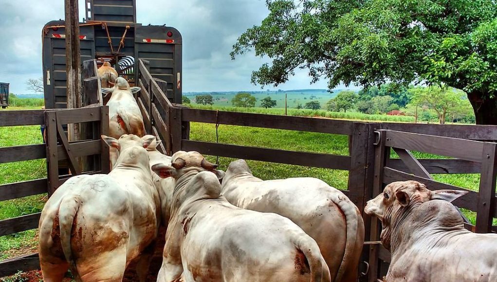 Cadastramento obrigatório de transportadores de gado e dos veículos encerra dia 1º de setembro