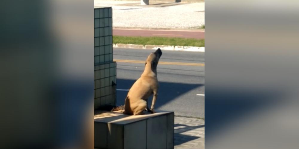 Cachorro é abandonado em madrugada fria e passa a noite uivando de tristeza, em Praia Grande (SP)