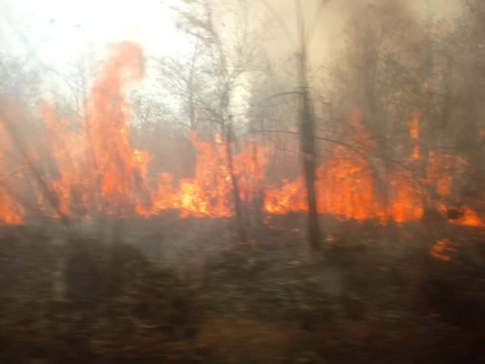 Grande incêndio florestal atinge imediações de Monte Alegre de Goiás