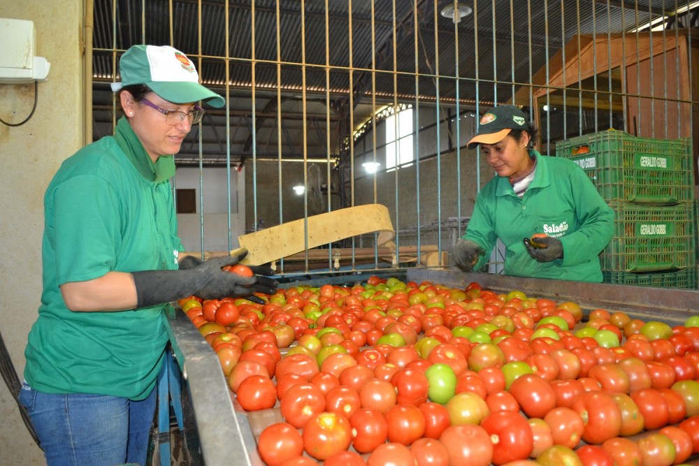 Dragão à solta: Conab verifica alta superior a 50% de cenoura e tomate no atacado de cinco estados