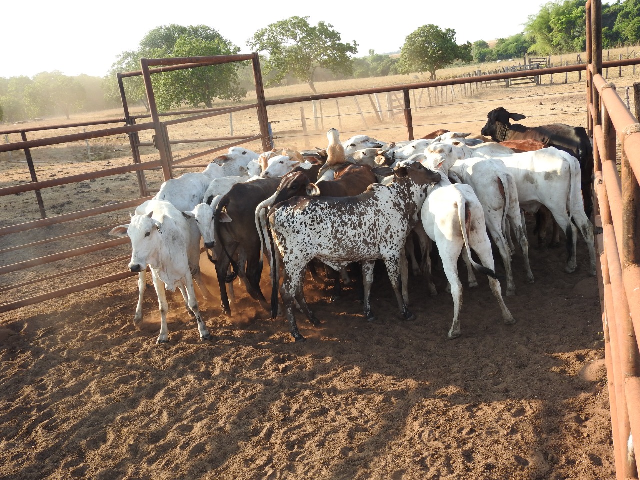 Polícia Civil recupera 28 cabeças de gado que haviam sido furtadas de fazenda