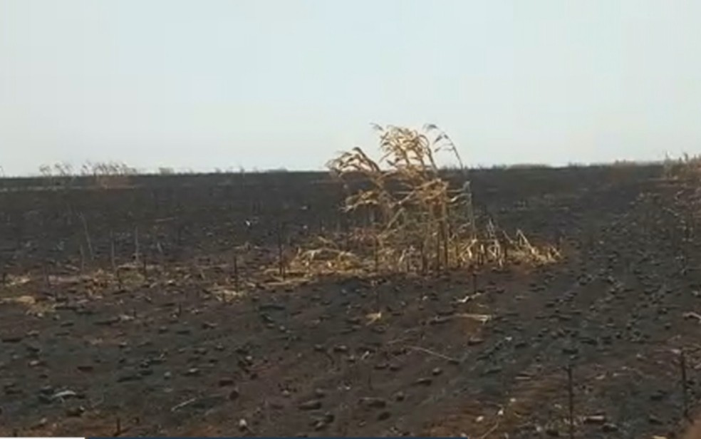 Plantação de milho: agricultor relata prejuízo de cerca de R$ 1,5 milhão após incêndio destruir lavoura na Chapada dos Veadeiros