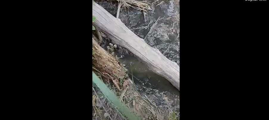 Esgoto da Saneago polui córrego em Campos Belos (GO)