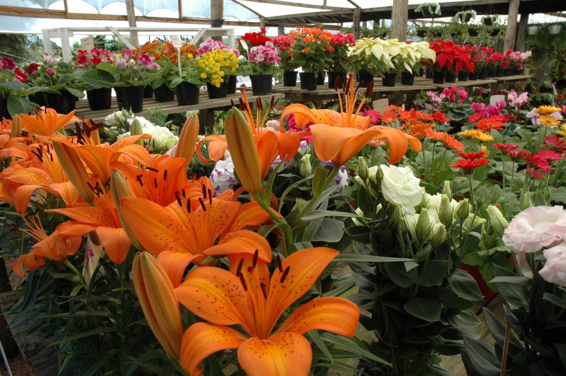 Falsa cliente visita floricultura em Alto Paraíso de Goiás (GO) e furta mercadorias avaliadas em R$ 10 mil