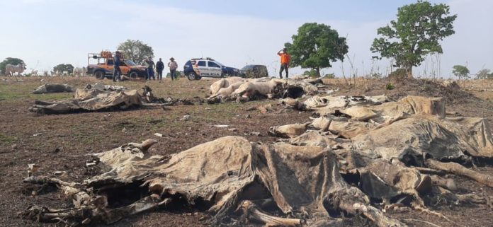 Tristeza: policiais encontram 40 vacas mortas ao checar denúncia de maus-tratos a animais