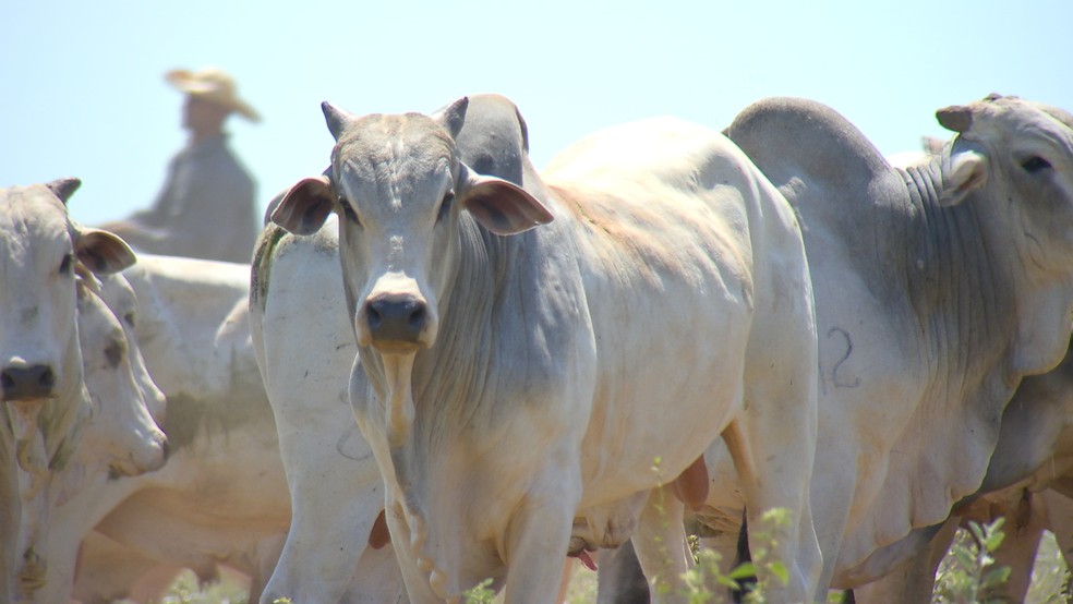 Operação prende suspeitos de furtar gado de uma fazenda em Niquelândia (GO)