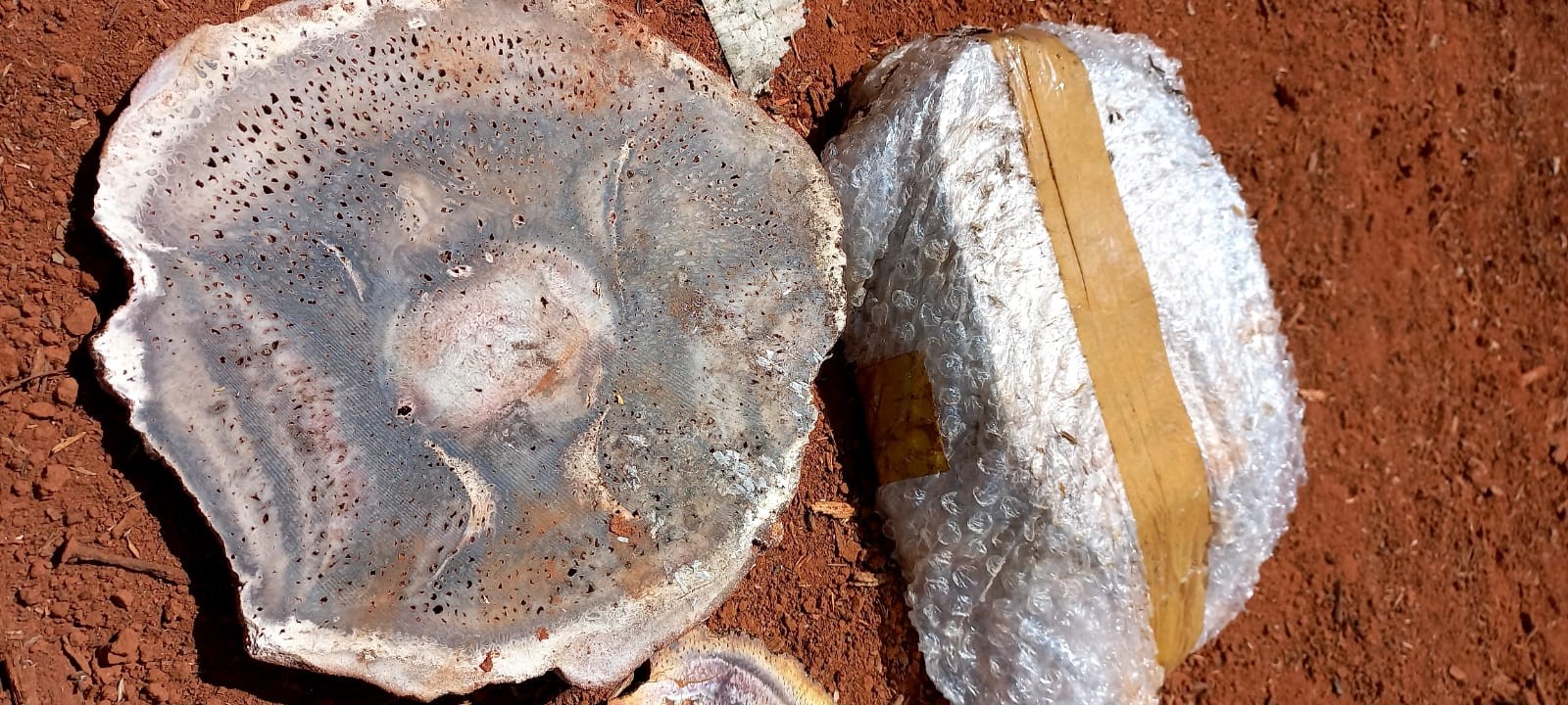 Comitiva do Tocantins avalia mais de 80 toneladas de fósseis na ABIN para repatriação