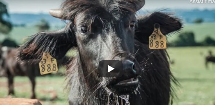 A covardia de um fazendeiro. Mais de mil búfalos abandonados para morrer, sem água e comida
