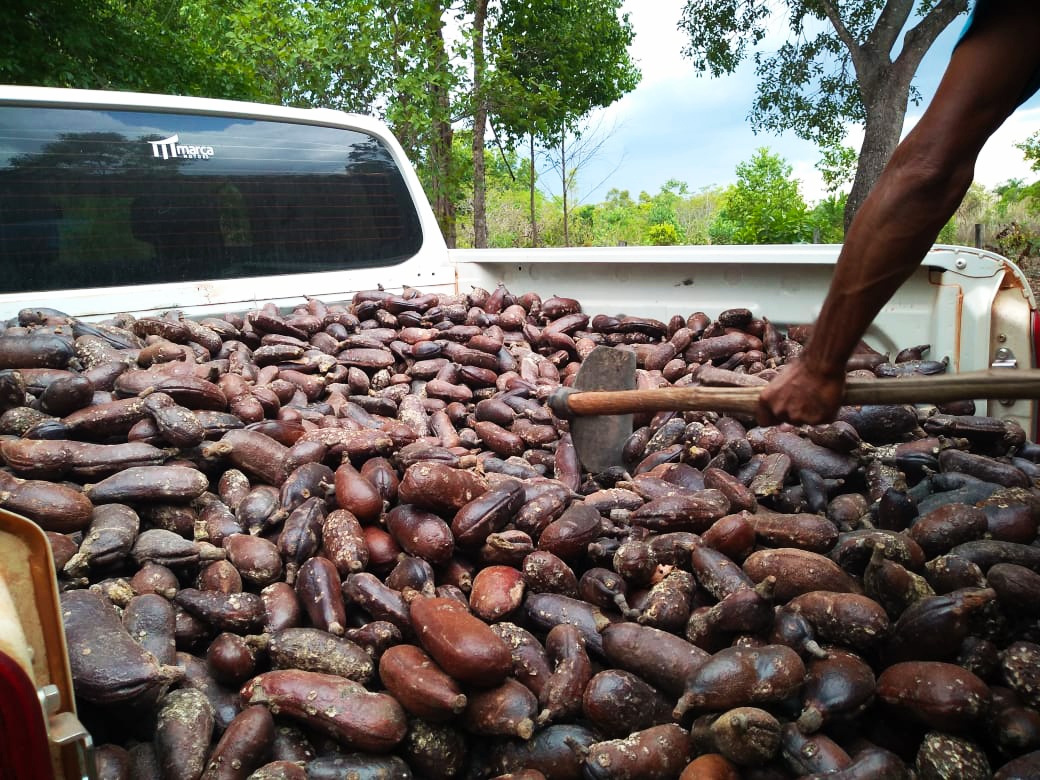 Jatobá ajuda preservar a riqueza do Cerrado e gera renda