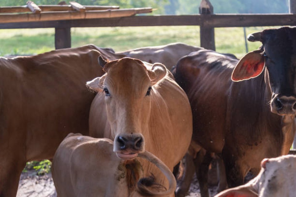 “Empresário” que comprava gado com cheques sem fundo é preso em Goianésia (GO)