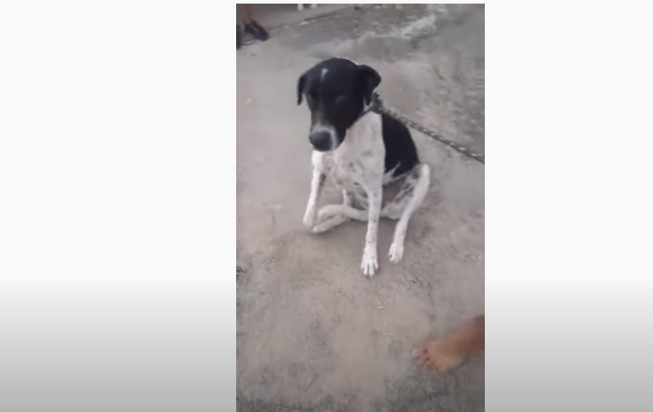 Em Campos Belos (GO), crianças flagram homem agredindo cão a pedradas