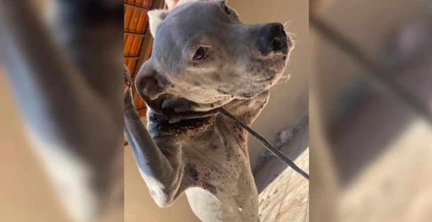 Bem feito: homem é preso suspeito de maus-tratos a um cachorro em Goiânia