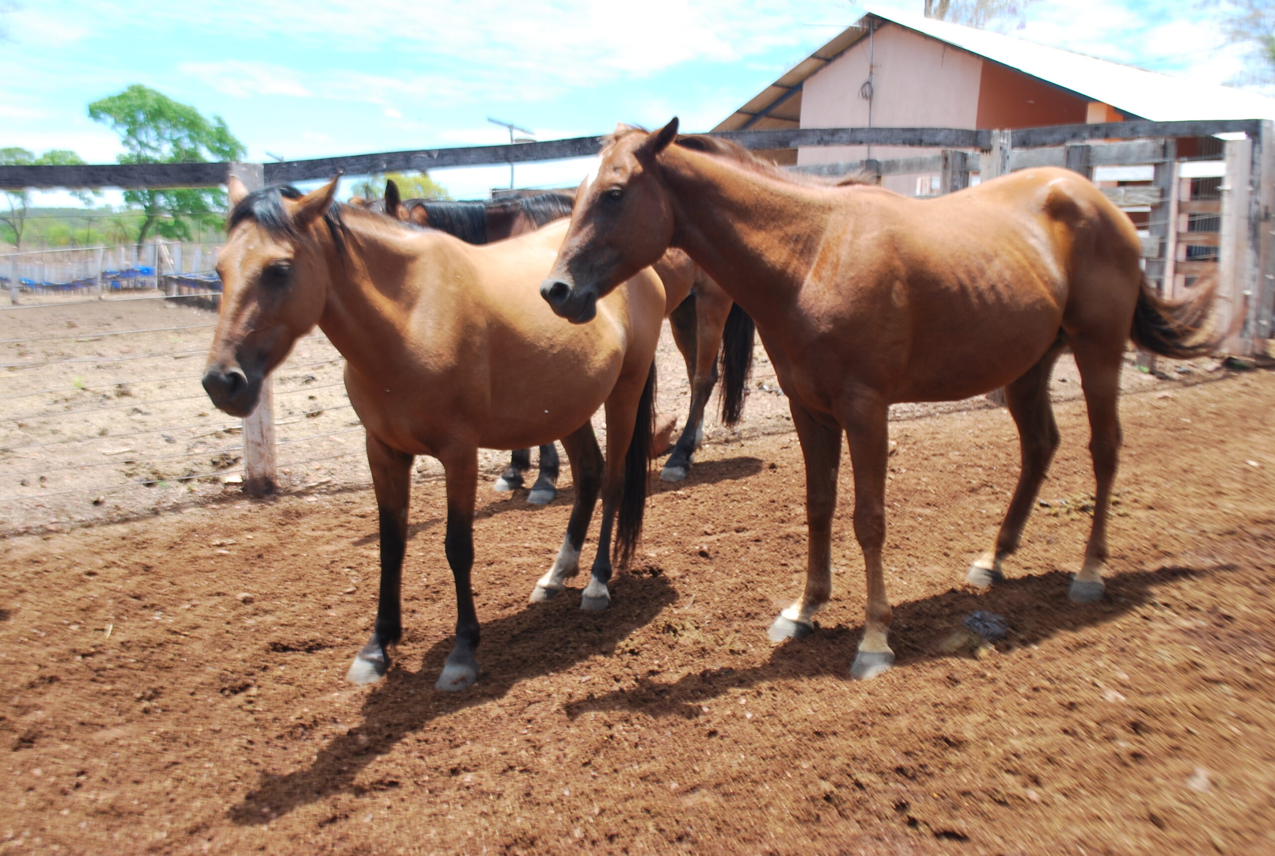 Equinos: a importância dos cuidados para evitar anemia infecciosa