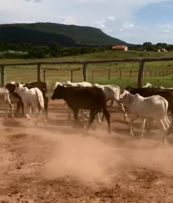 Polícia recupera 9 cabeças de gado furtadas em Posse (GO), avaliadas em R$ 36 mil