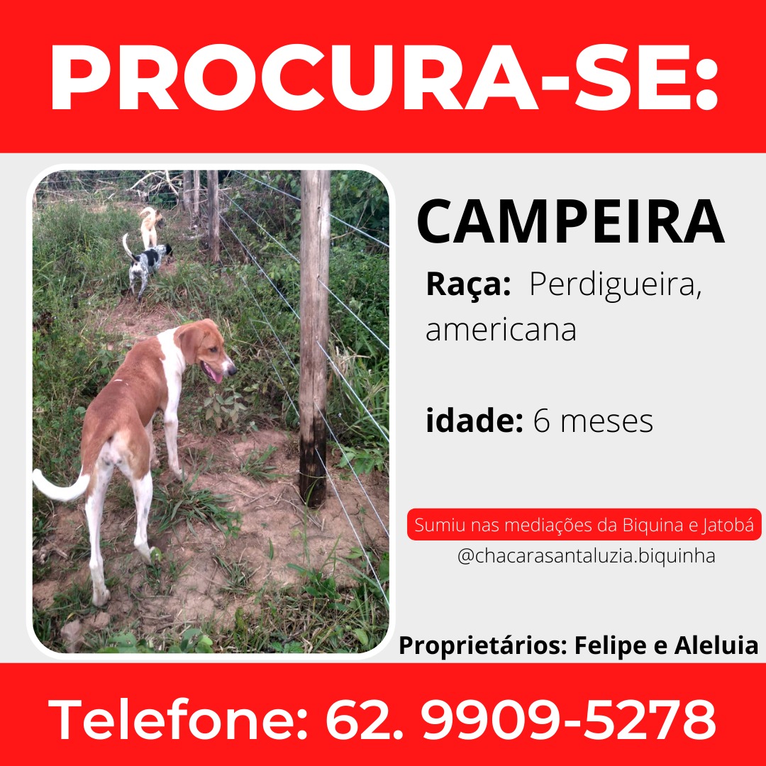 Cãozinho desaparecido em Campos Belos (GO)
