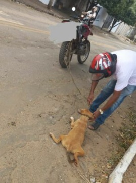 Homem em motocicleta arrasta cadela em asfalto de Minaçu (GO); polícia indiciou acusado por maus tratos