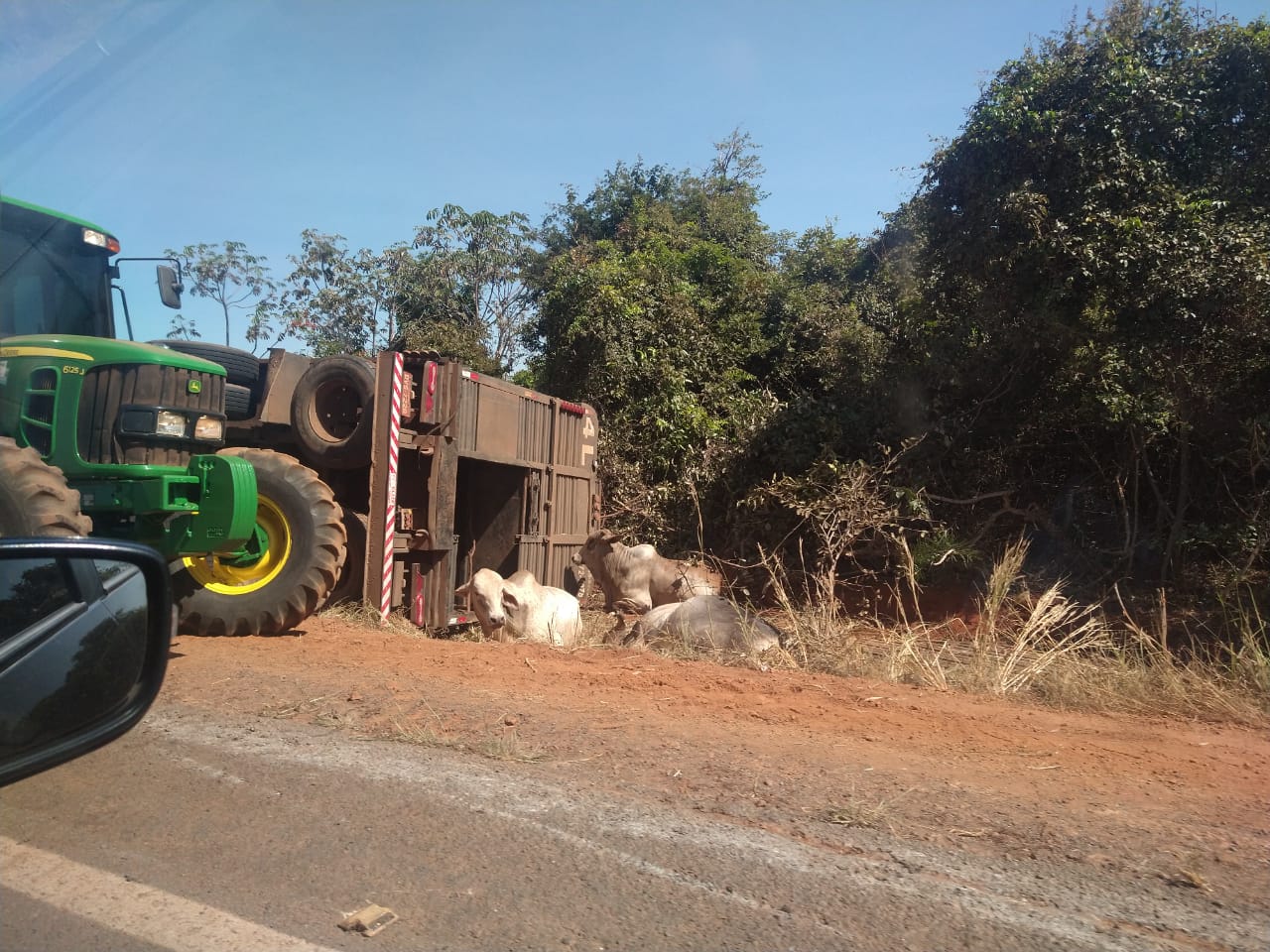 Carreta com bois tomba e mata animais na GO-118