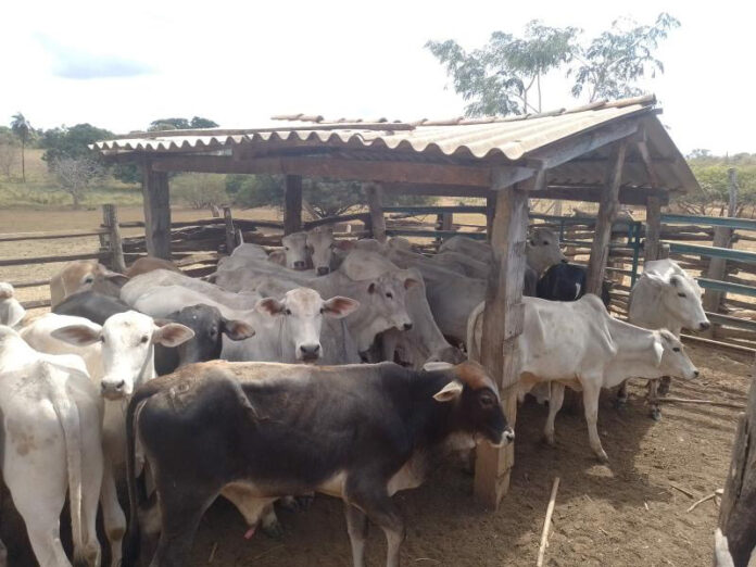 PM prende ladrão de gado em Buritinópolis (GO). Cabeças foram furtadas no domingo passado