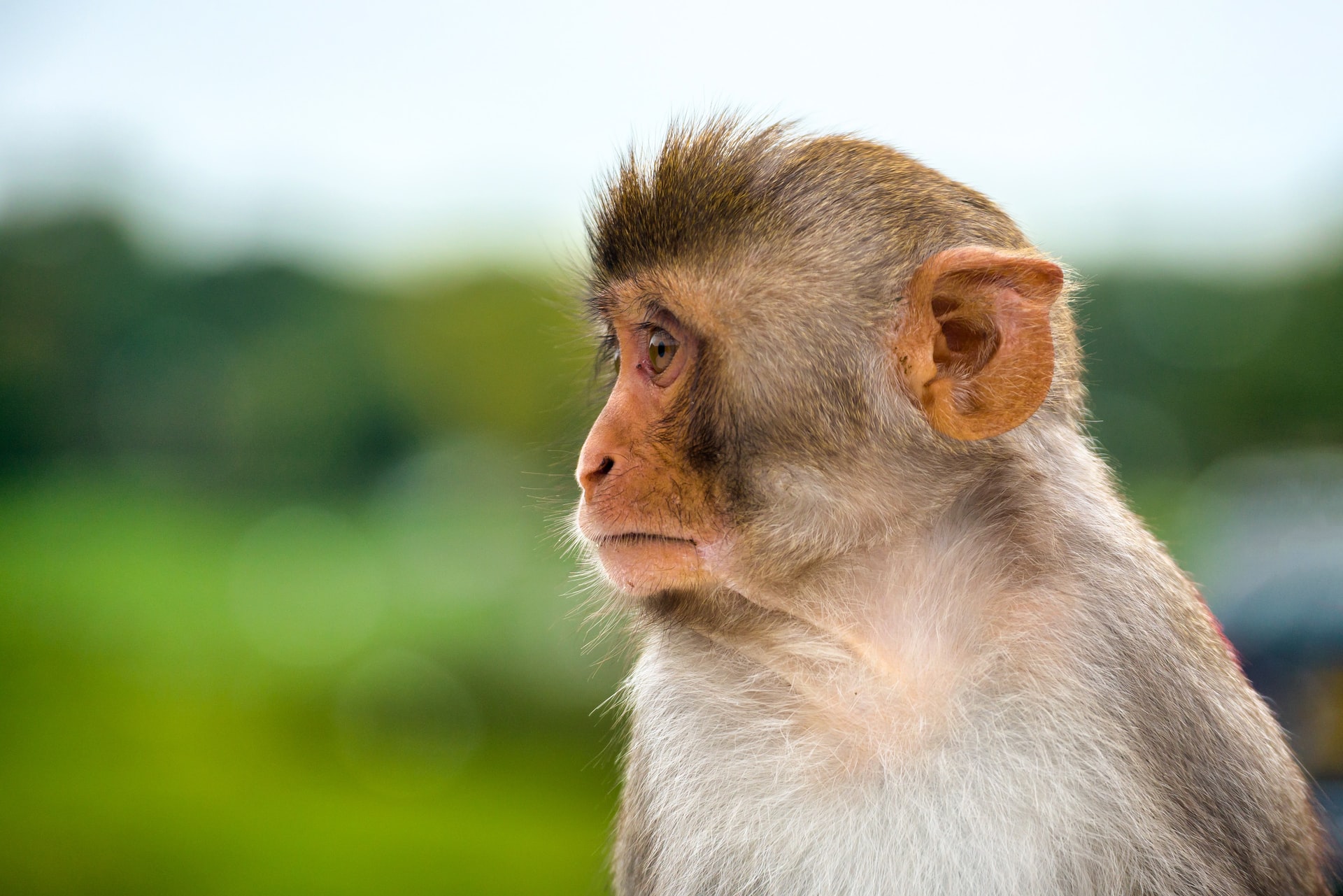 Chegou: Distrito Federal tem primeiro caso de varíola dos macacos
