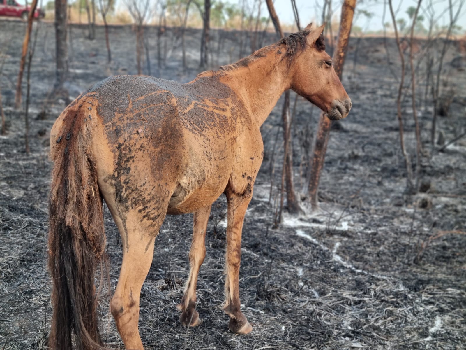 Terra arrasada: incêndio mata e fere animais em Campos Belos (GO)