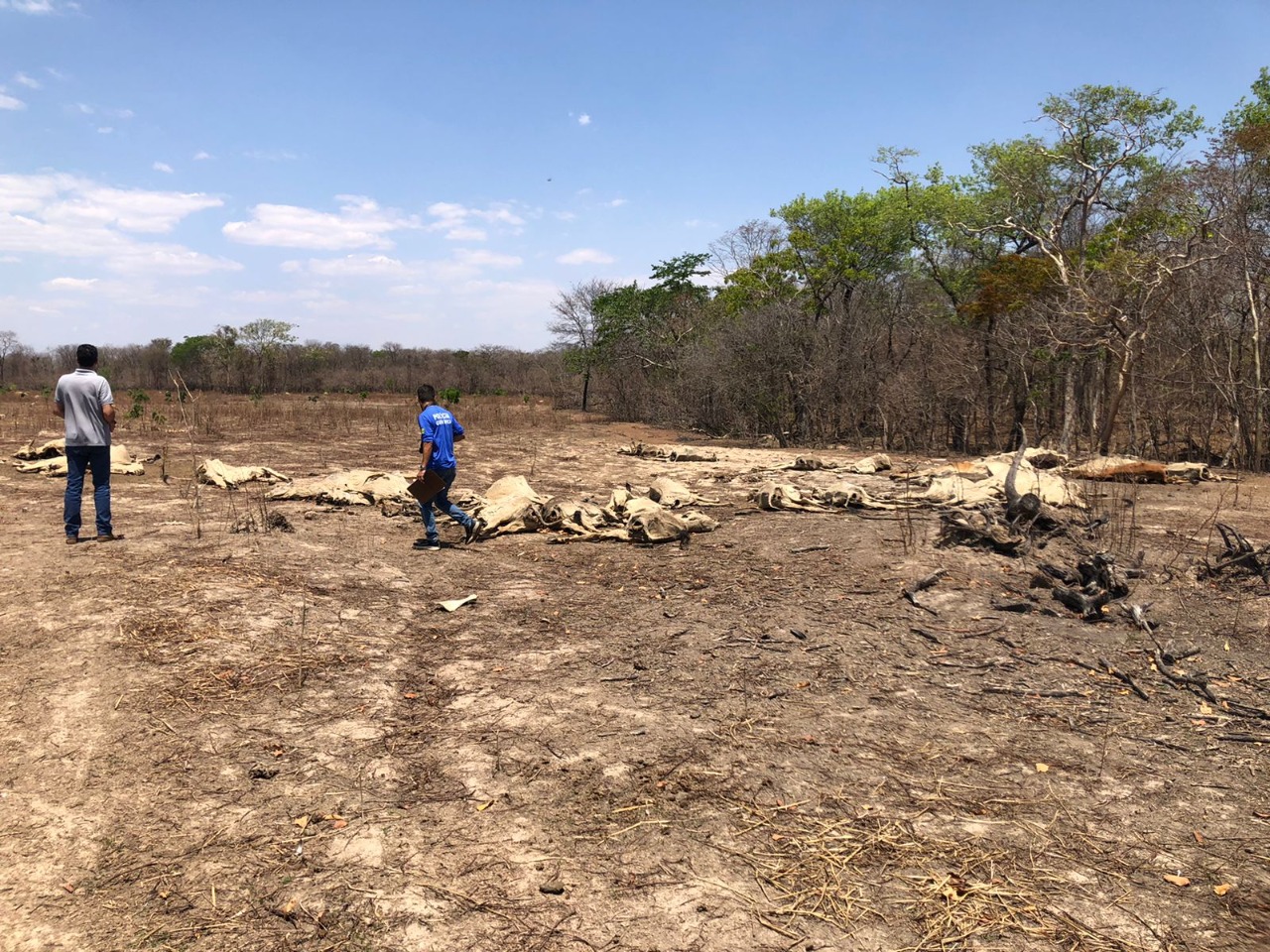 Em Guarani de Goiás (GO), homem é preso por deixar mais de 90 nelores morrerem de fome e por exploração ilegal de madeira