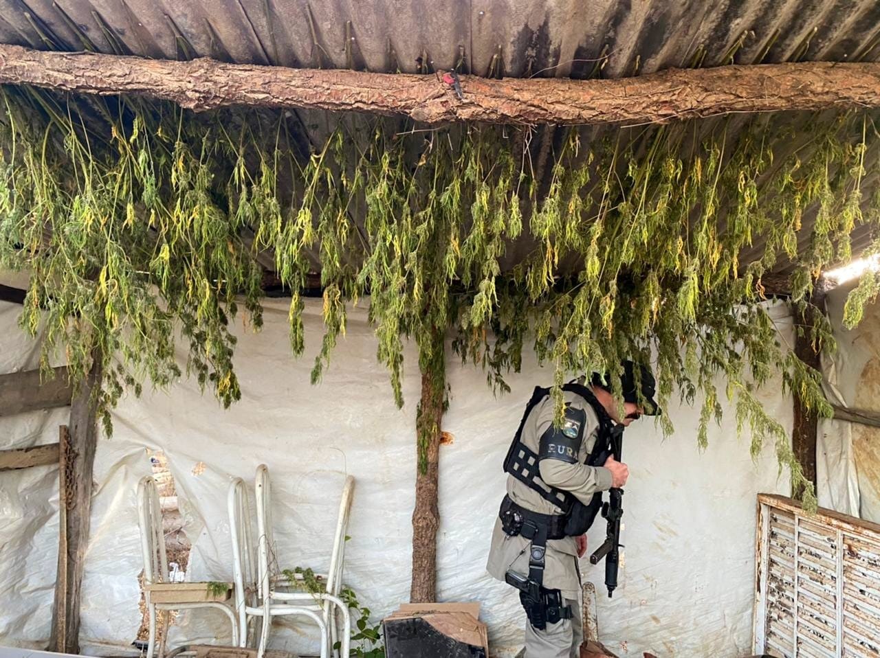 Grande roça de maconha é localizada em Alvorada do Norte (GO); mulher estava em cárcere privado