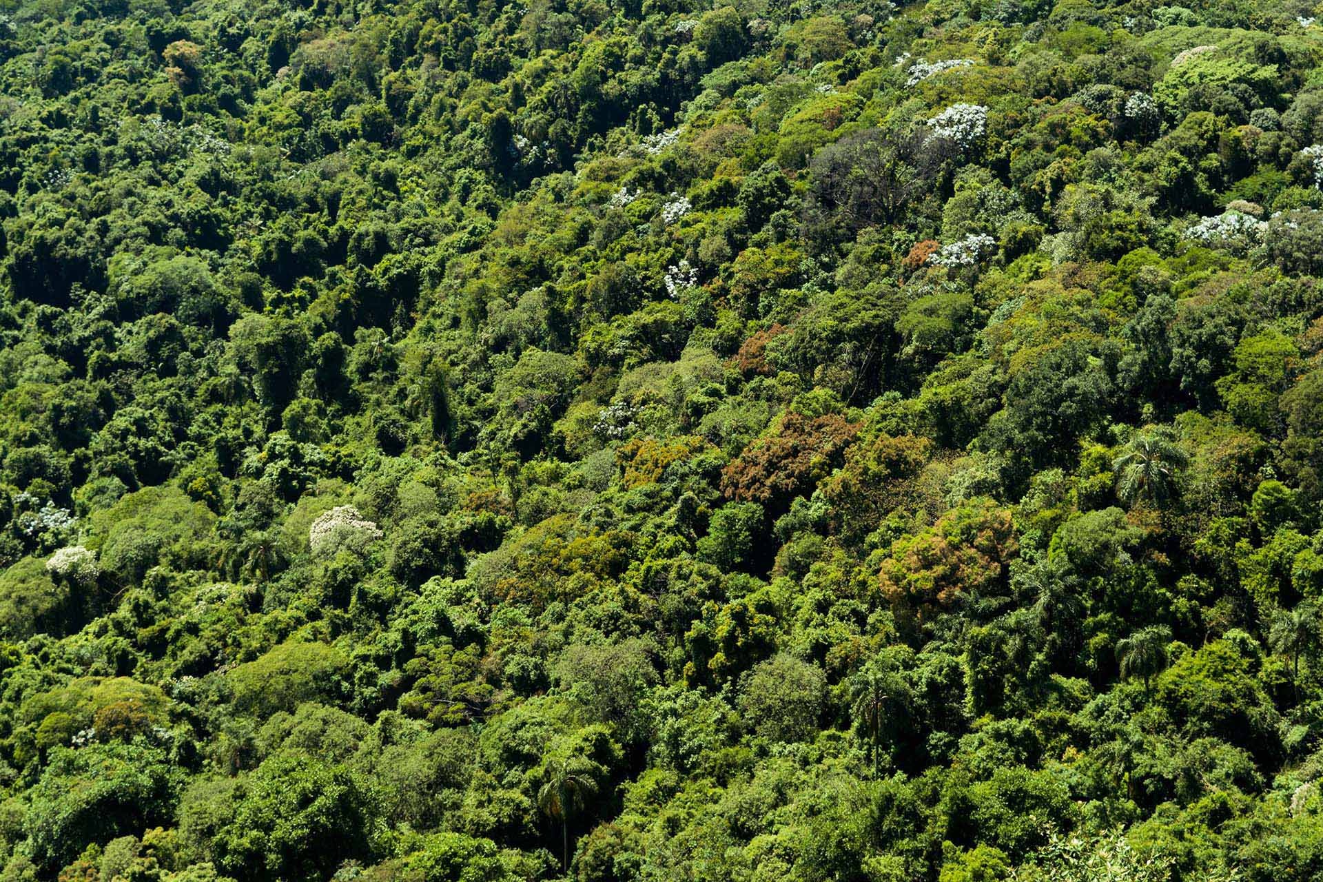 Após dano Ambiental em área Kalunga de Cavalcante (GO), MPGO e MPF garantem designação de área como de preservação perpétua
