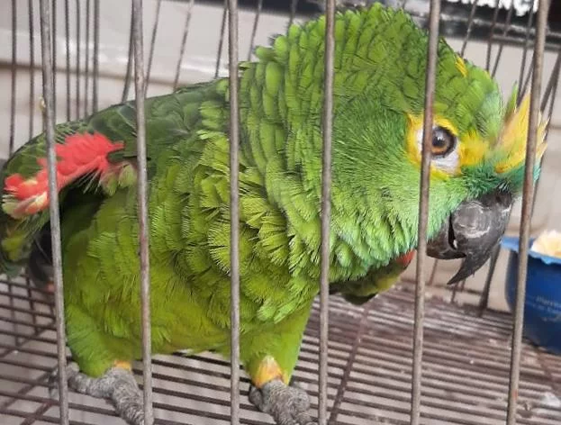 Juiz nega devolver papagaios para tratamento psicológico