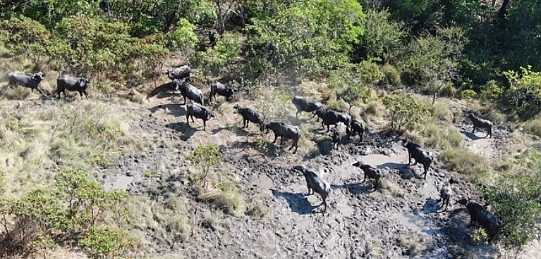 Quilombolas acusam fazendeiro de invadir sítio histórico com rebanho de búfalos em Cavalcante (GO)