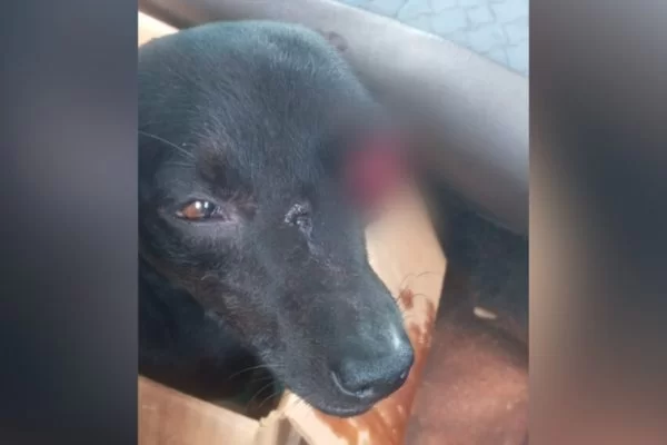 Vereador é preso após atirar contra cachorro de criança