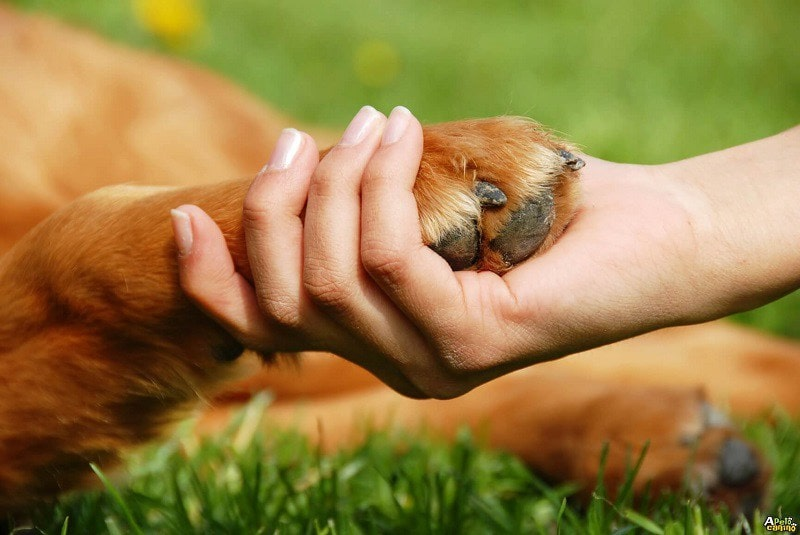 10 de dezembro, Dia Internacional dos Direitos Animais