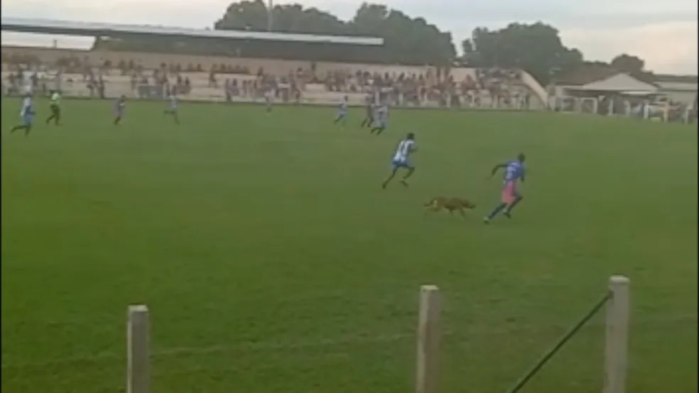Em Lavandeira (TO), cachorro ‘comete falta’ e atrapalha ataque em jogo de futebol