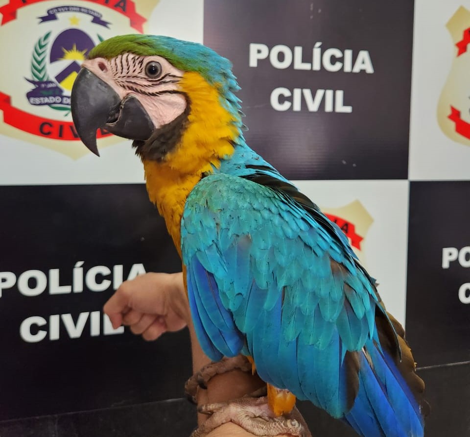 Polícia Civil resgata Arara-Canindé mantida em cativeiro em Taguatinga (TO)