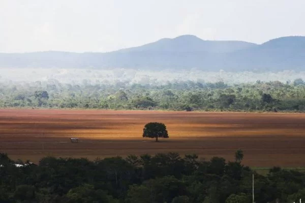 Desmatamento do Cerrado cresce 20% em 2022, segundo o MapBiomas 