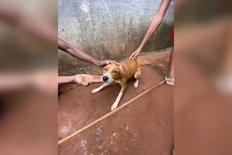 Tristeza: homem é preso após estuprar cadela em Formosa (GO)