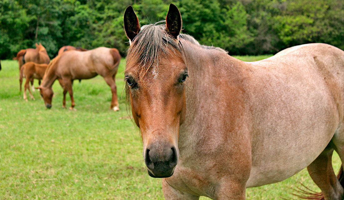 Polícia encontra abatedouro clandestino de cavalos