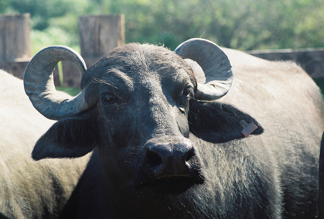 Cavalcante (GO): Justiça suspende liminar que impedia doação de búfalos soltos em área de preservação permanente