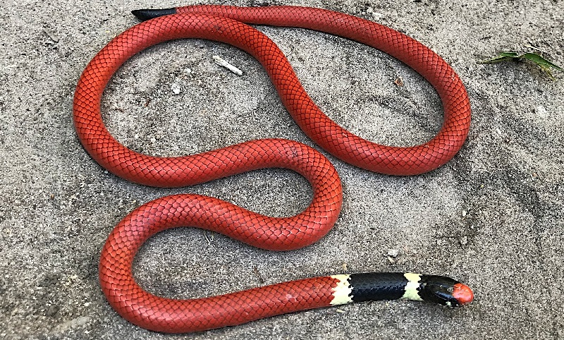 Cobra raríssima é encontrada por pesquisadores em expedição na Serra do Tombador, em Cavalcante (GO)