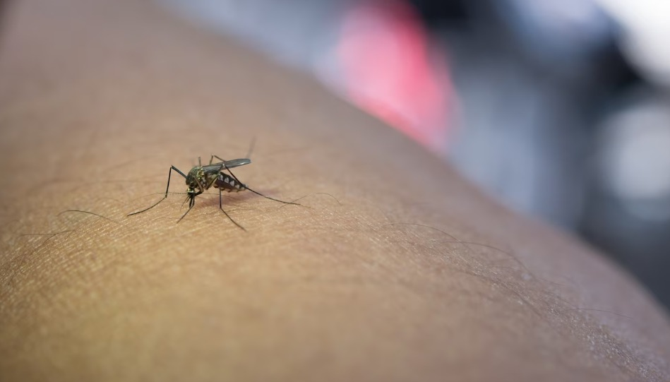 Governo de Goiás alerta para casos de malária no Estado; 67 casos foram notificados