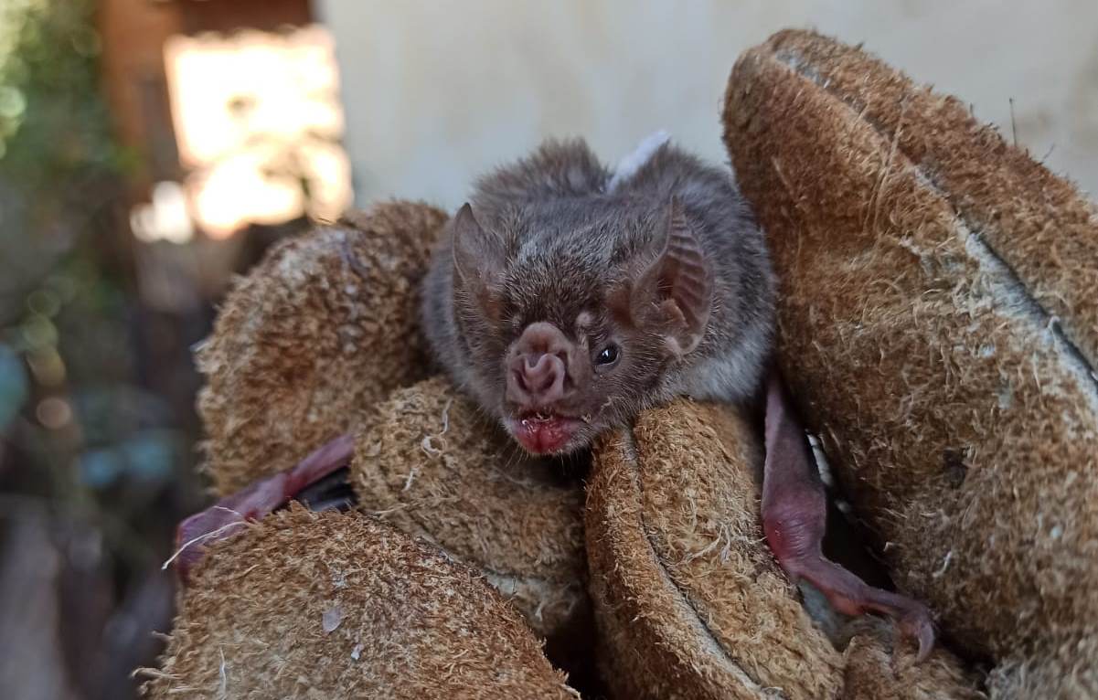 Agrodefesa intensifica monitoramento de morcegos para evitar a raiva em herbívoros em Goiás