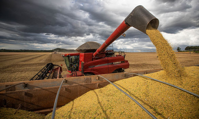 Safra do milho brasileiro alcança recorde de produção com 96 milhões de toneladas em 2023