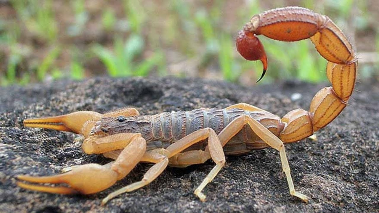 Escorpião mais venenoso da América do Sul é localizado no sudeste do Tocantins, inclusive Arraias (TO)