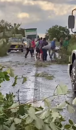 Tempestade derruba dezenas de árvores e interdita a GO-118, em Campos Belos (GO)