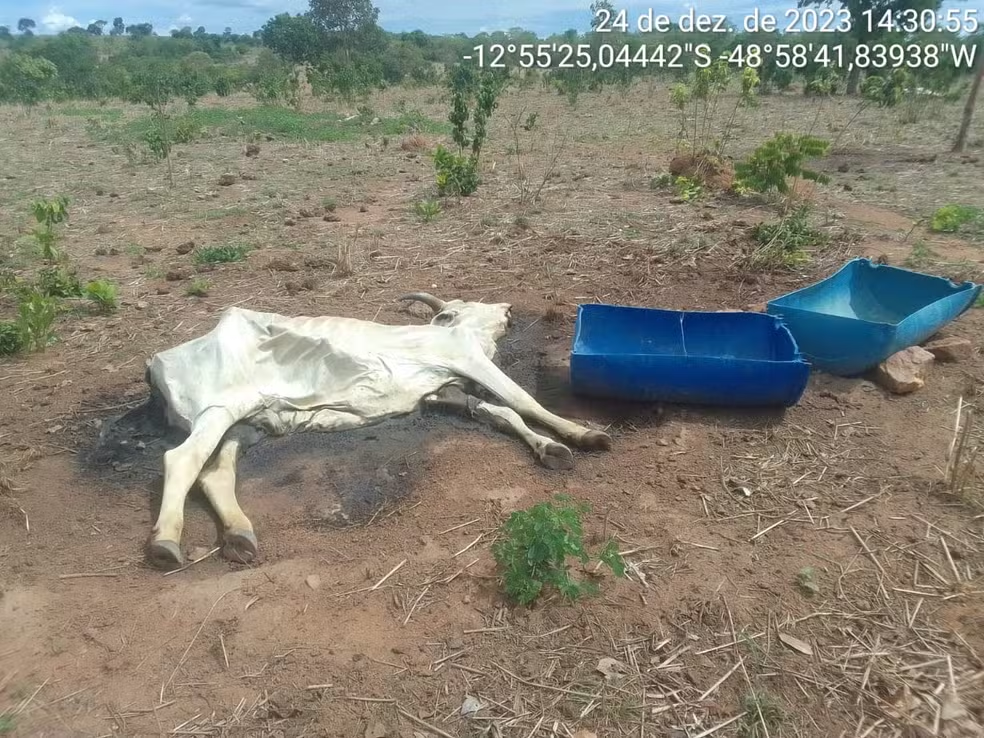 Em pleno dezembro, gado morre de fome e sede por causa de seca em fazendas do TO